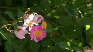 【おすすめ】焦らしがうまいJKの姉とのギリギリ性交生活
